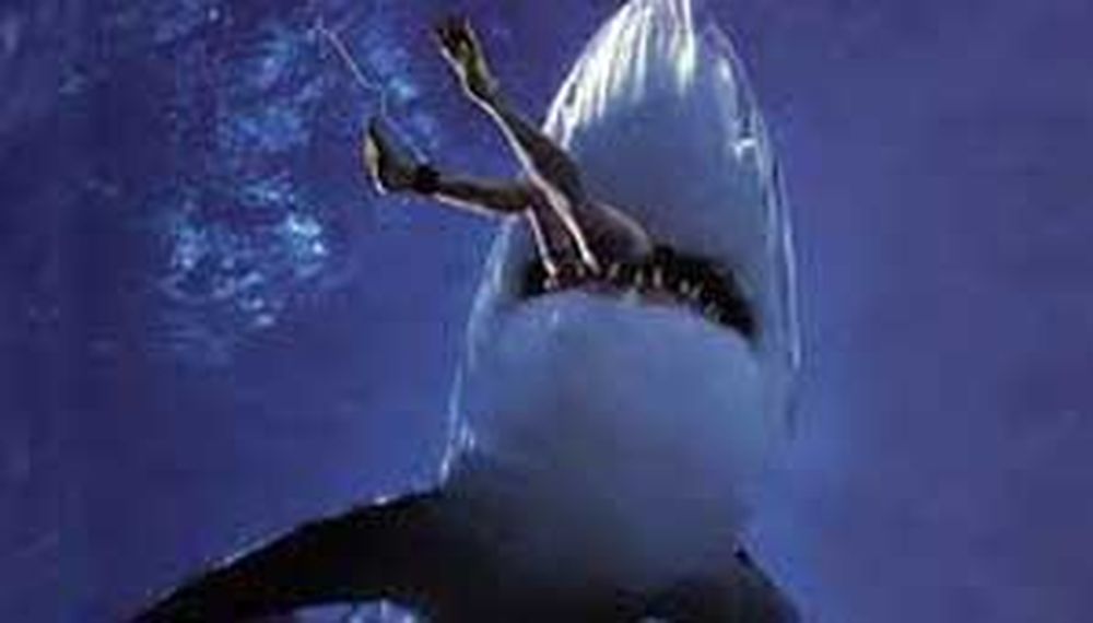 Tiburón mató a surfista