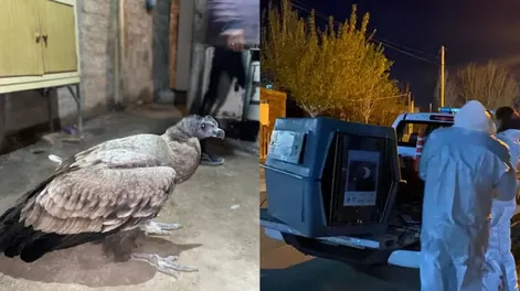 Rescataron un cóndor en un loteo municipal de 9 de Julio: fue trasladado al Faunístico