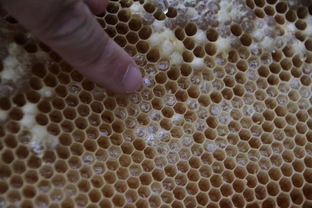 Avinagramiento de la miel: El Niño aumenta su ocurrencia