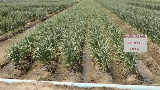 Fertilización y manejo técnico en cultivos de ajos cuyanos
