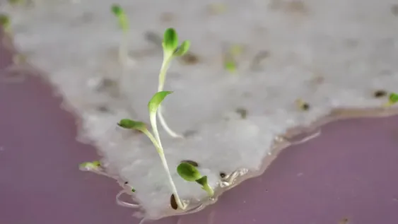 Siembran papel y cosechan plantas, como por arte de magia