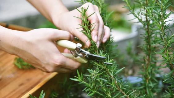 antes de tirar una rama de romero, conoce el metodo para obtener nuevas plantas