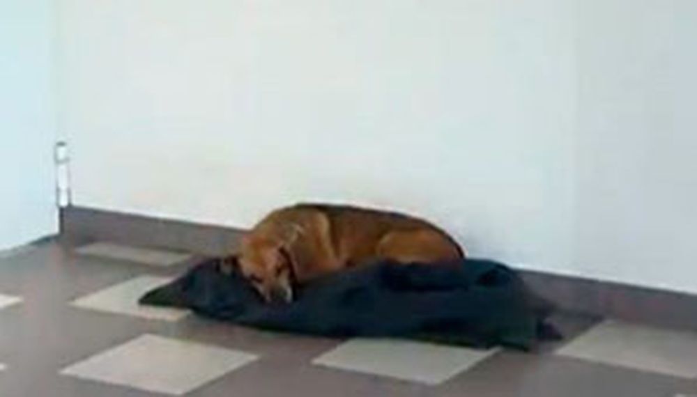 Un perro espera a su dueño fallecido en la puerta del hospital
