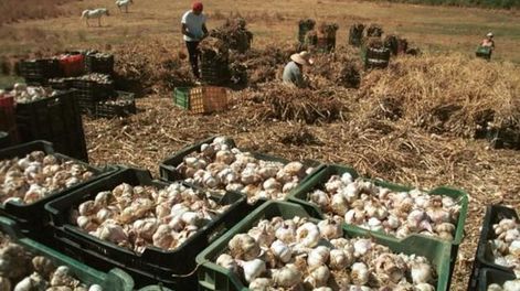 Muchas empresas locales con potencial exportador necesitan de una guía y financiación para concretar sus proyectos.