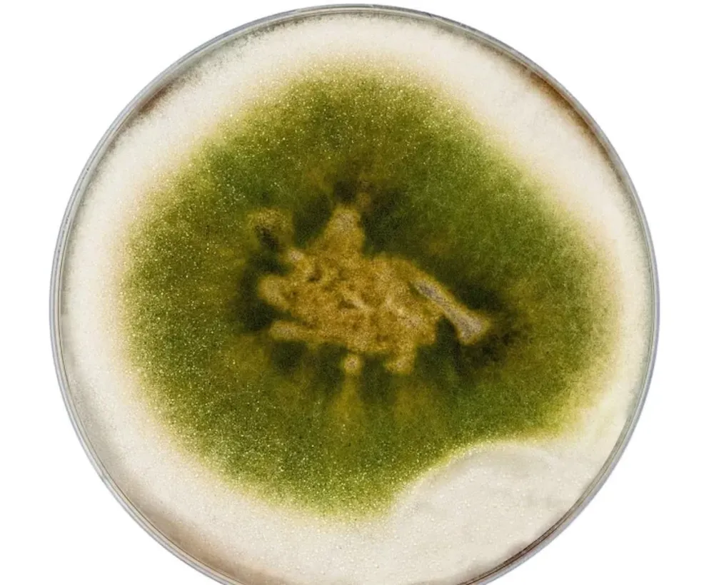 Soluciones biológicas contra el oídio, peronóspora y botrytis