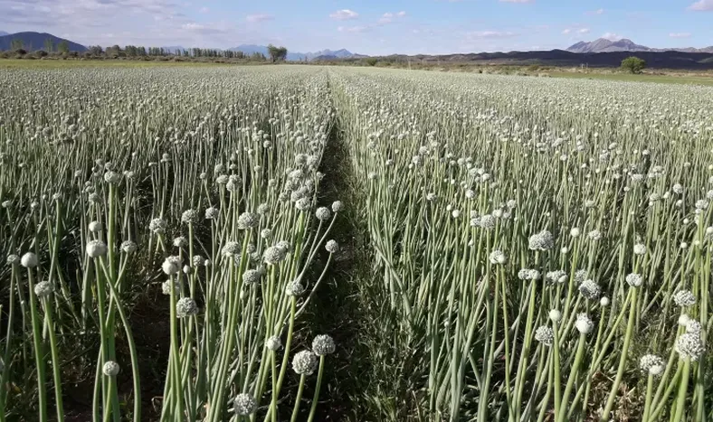 Adiós a un innovador