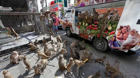 [VIDEO] Invasión y pelea de monos en Tailandia