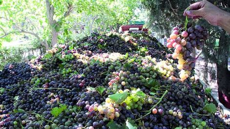 ¿Qué precio quiere el viñatero por sus racimos?