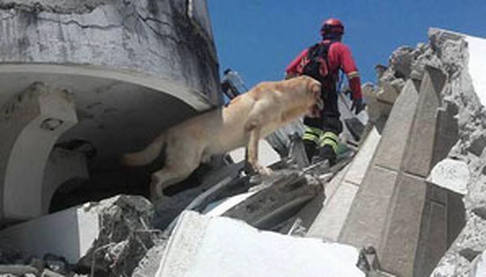 Un perro rescatista falleció luego de salvar varias vidas en Ecuador