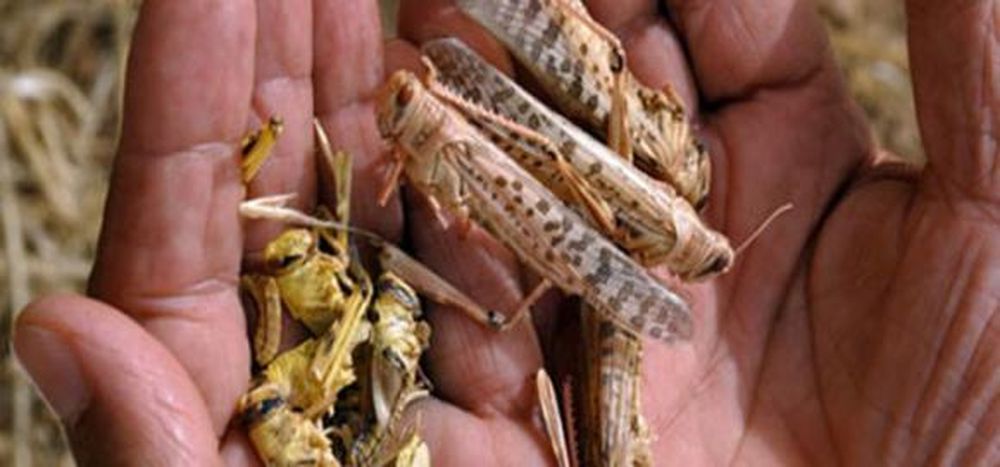 Una plaga de langostas azota el centro y norte de Argentina