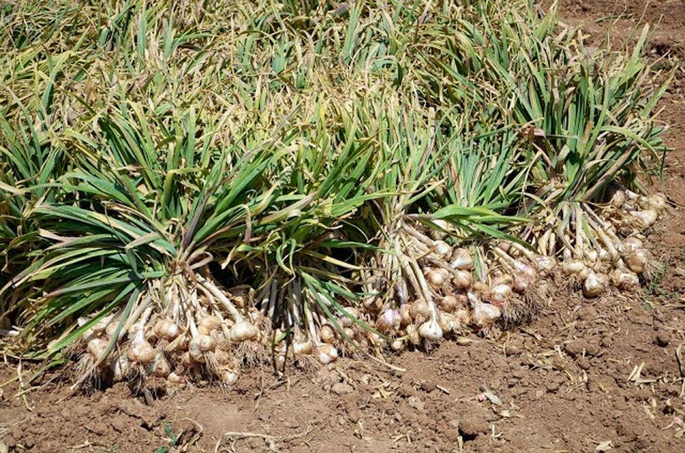 Cárcel efectiva para un sujeto que cortó y robó 20 kilos de ajo de una plantación