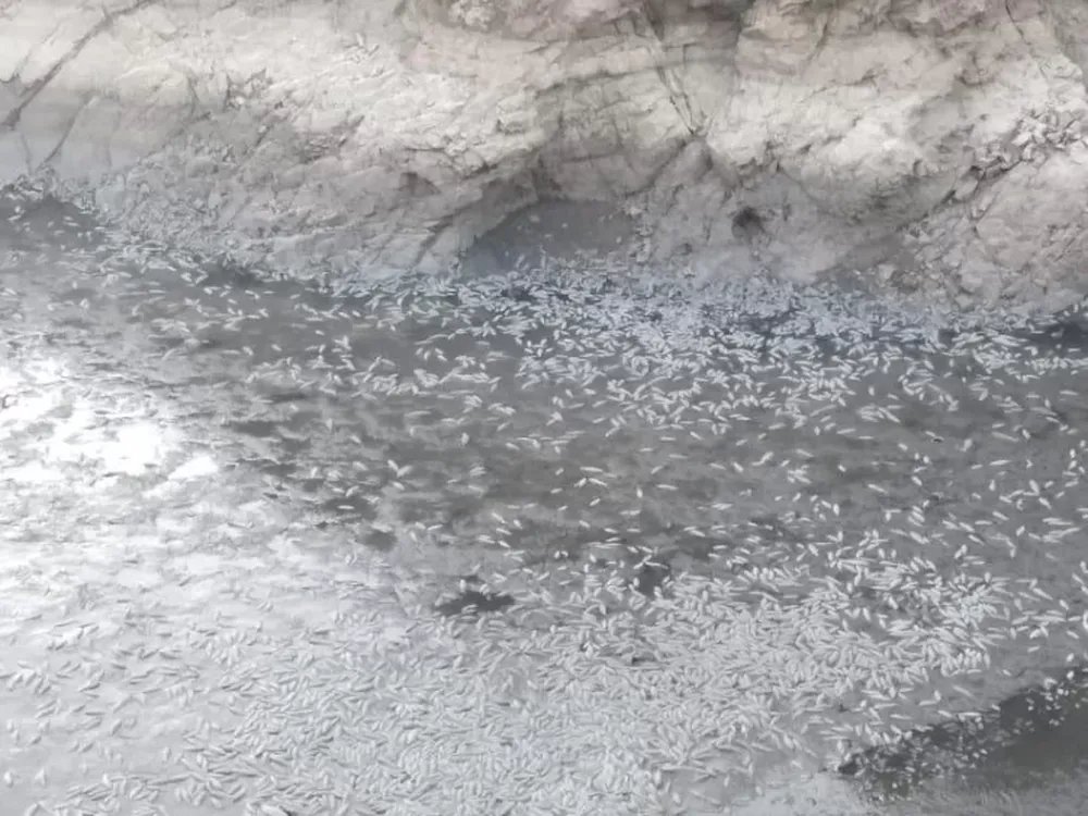 La fuga de agua del dique Los Cauquenes llegó a la Justicia: “Es prácticamente un ecocidio”