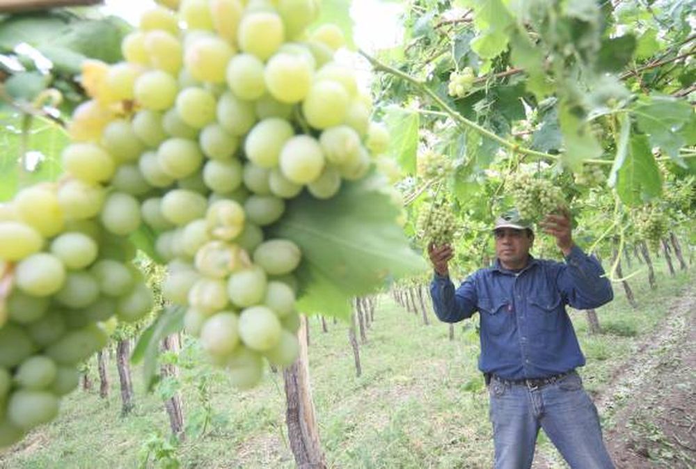 Operativo mosto: El grado, un problema para el precio