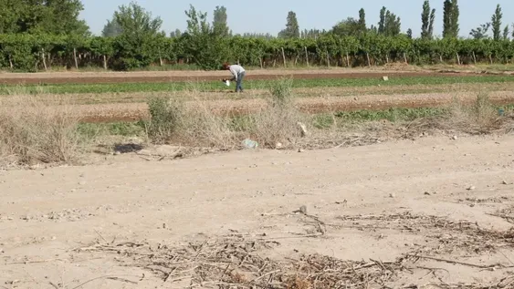 Chacareros bajarán su producción por tercer año: esta vez en un 20%