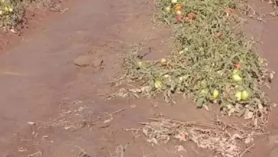 Una fuerte lluvia afectó a Jáchal