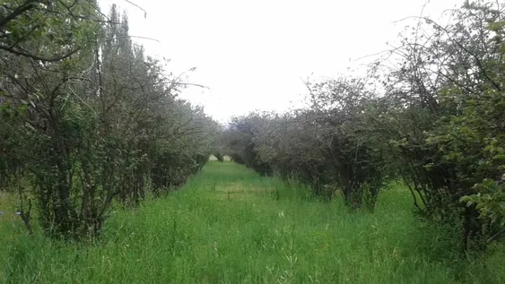 Las heladas se llevaron gran parte del membrillo sanjuanino
