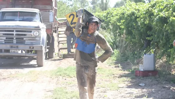 Es ley la jubilación anticipada para trabajadores del sector vitivinícola