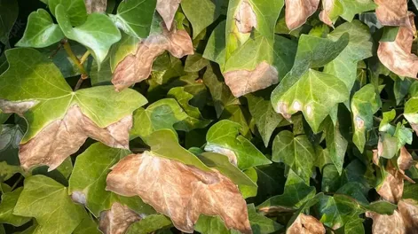 Diario de Cuyo | jardin_1_crop1674963652726 728x546.webp