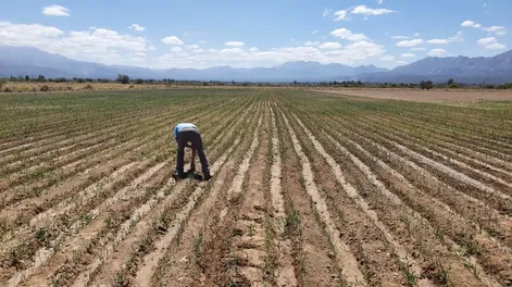 Las tierras de diatomeas siguen ampliando las formas de usos