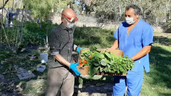 Abuelos cosecharon las primeras verduras de la huerta, que ya donaron