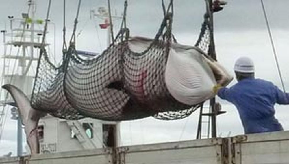Ordenan a Japón el cese de la caza de ballenas en el Antártico