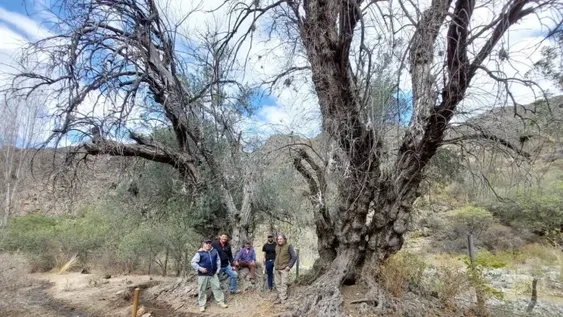 Los olivos más viejos de San Juan están en Valle Fértil