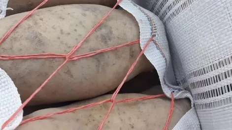 La papa de Iglesia llega al mercado con alta calidad