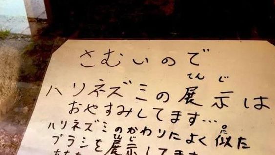 El insólito objeto con el que un zoológico reemplazó a un erizo