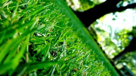 Verde que te quiero verde