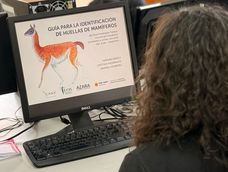 Todos los interesados podrán consultar la nueva guía virtual de Ambiente sobre las huellas de los mamíferos que habitan el Parque Sarmiento. Todos los interesados podrán consultar la nueva guía virtual de Ambiente sobre las huellas de los mamíferos que habitan el Parque Sarmiento.