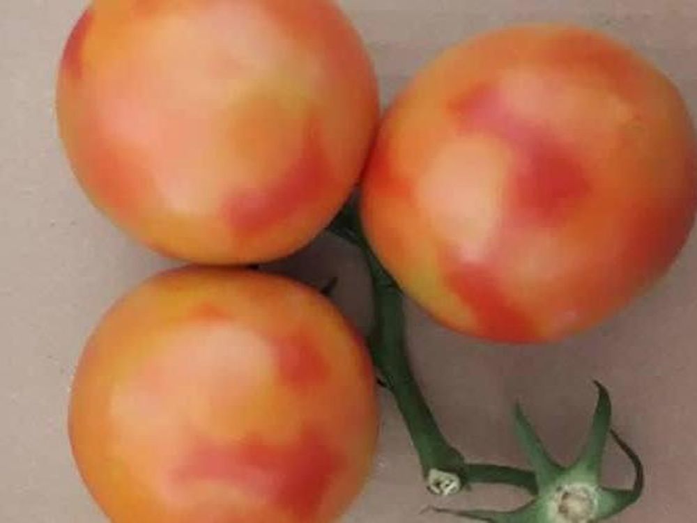 Alerta fitosanitaria por virus rugoso del tomate