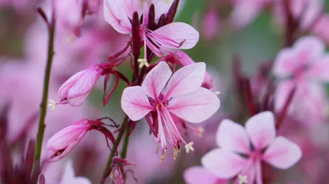 Diario de Cuyo | oka1 728x728.webp