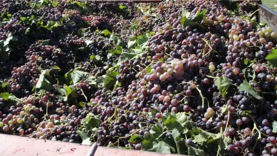 En el Gobierno de San Juan prefieren estar al margen en la disputa de Coviar