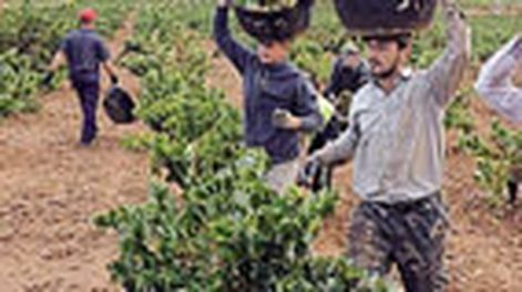 España, una vendimia con precios muy bajos