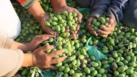 Panorama de la olivicultura en San Juan
