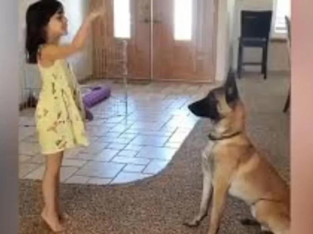 Un perro jugó a las escondidas con su pequeña dueña y se volvió viral