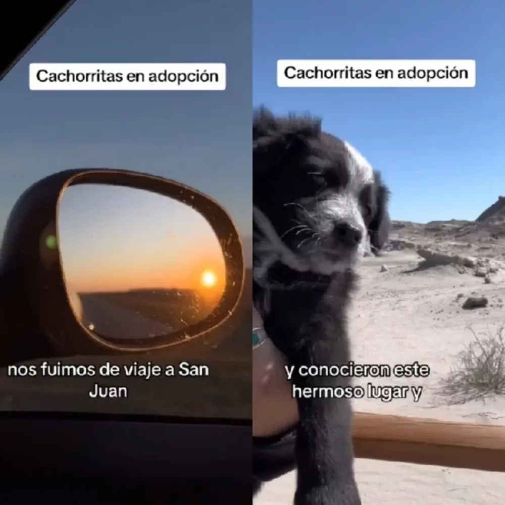 La conmovedora historia de 3 perritas rescatadas por turistas que visitaron San Juan