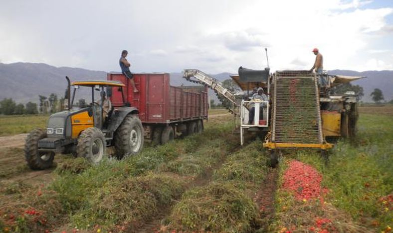 La producción de tomate local, muy afectada por falta de pago