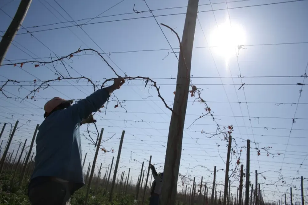 La batalla del vino contra el cambio climático