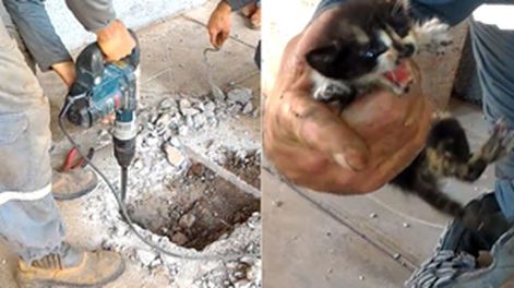 Increíble operativo para rescatar gatitos atrapados en las tuberías