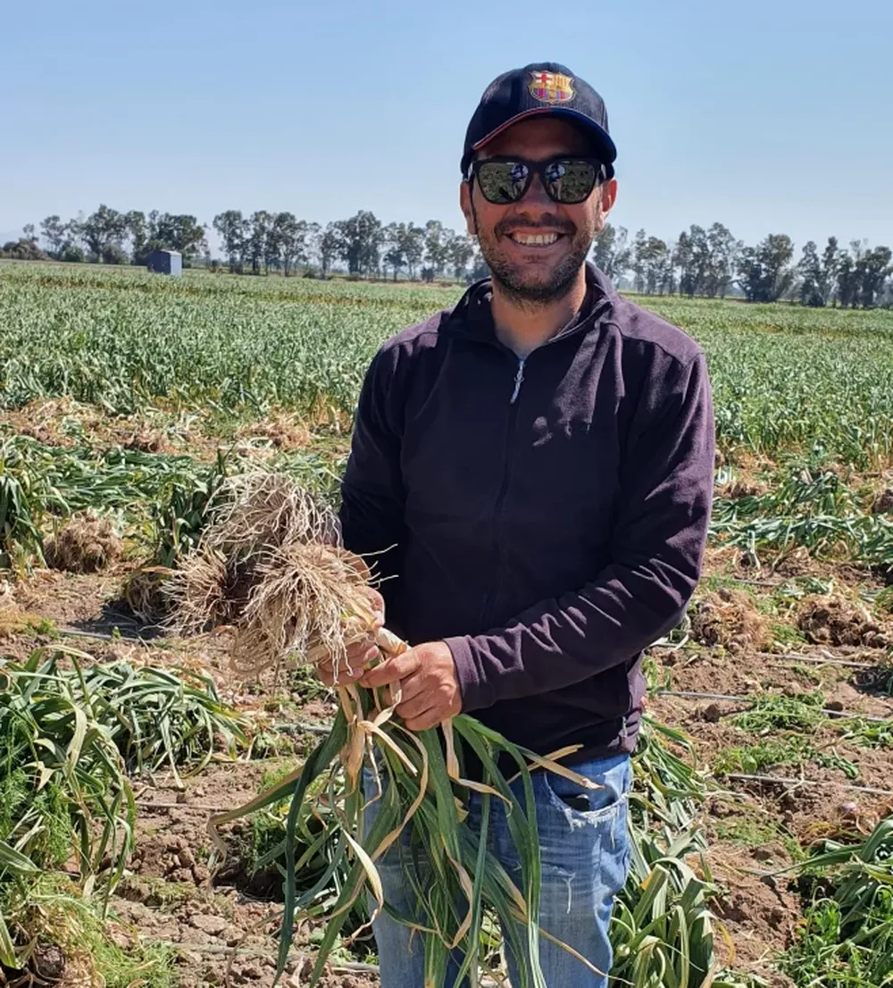 Hay cosecha de ajos tempranos con ventas a los mendocinos