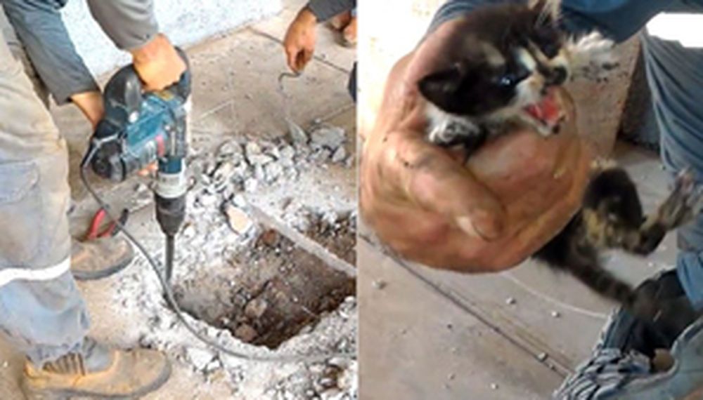 Increíble operativo para rescatar gatitos atrapados en las tuberías