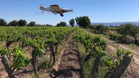 La Nación planea enviar fondos para la lucha contra la polilla de la vid