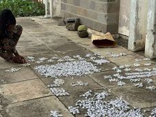 detienen en kenia a ciudadano chino por el contrabando de mas de 2.000 hormigas reinas en el aeropuerto detienen en kenia a ciudadano chino por el contrabando de mas de 2.000 hormigas reinas en el aeropuerto