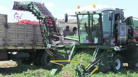 Faltará un 35% del tomate industria por daños de clima