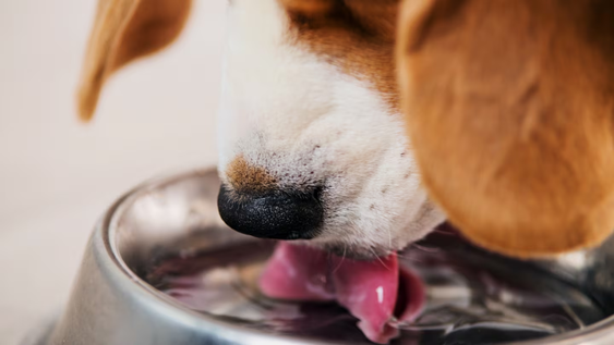 como limpiar el bebedero de tu perro para evitar la formacion de bacterias