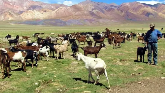 Por la sequía autorizan ingreso de poco ganado y por menos tiempo