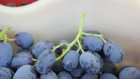 Vitivinicultura orgánica en Argentina