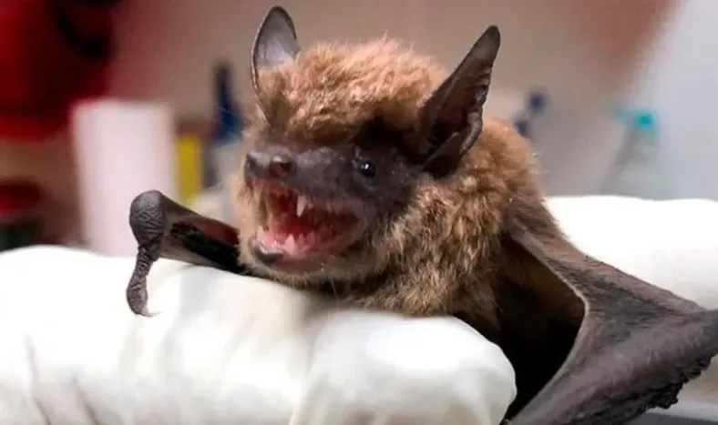 Detectaron un murciélago con rabia: recomiendan vacunar a mascotas