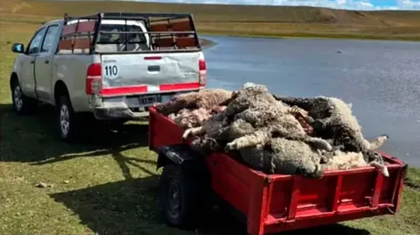 Una jauría de perros salvajes mató a más de 100 corderos de una escuela rural